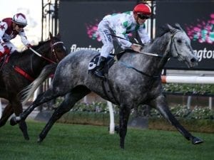 Blinkers to go back on Tommy at Flemington