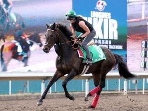 Hong Kong International Races - Wednesday, December 5 track notes