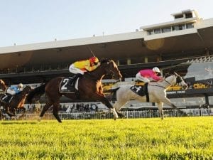 Popular grey Albumin primed for return
