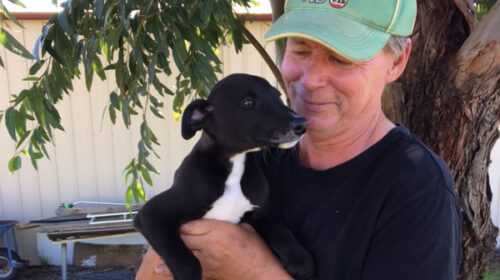 Jeff-Geall-pup-photo-cropped_-500x280.jp