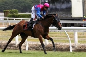 Murray Baker stable shoots for replica trifecta