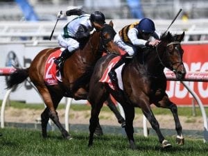 Lord Fandango presses on to Pakenham Cup