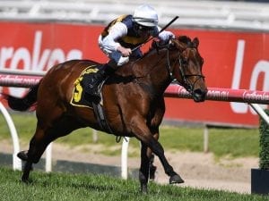 Aloisia Sydney bound for Villiers Stakes