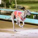 Xavien Bale powered to victory in 29.85sec.