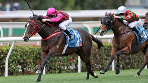 1_20220123_WaikukuPicture-scaled-1-500x2