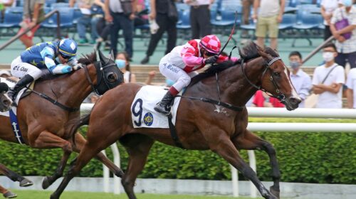 2_20211001-ST-R8-9-Horse-shot-IMGL3778Y-