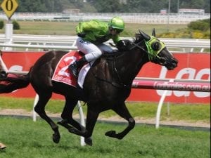 Tasmanian Tshahitsi wins Listed John Dillon Stakes