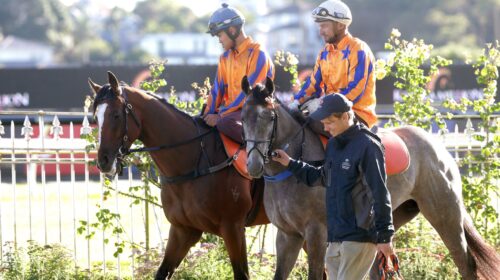 Lord-Cosmos-Grace-N-Grey-pgw-4614-scaled