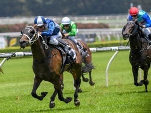 Savacool wins Sydney's first race of 2018 in tight finish