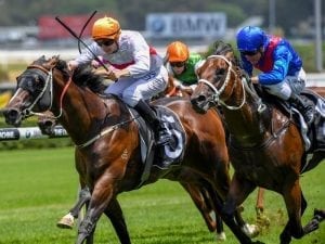 Snitzel Day wins Randwick maiden on protest over Mascot