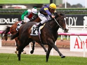 New colours for Grunt in Flemington return