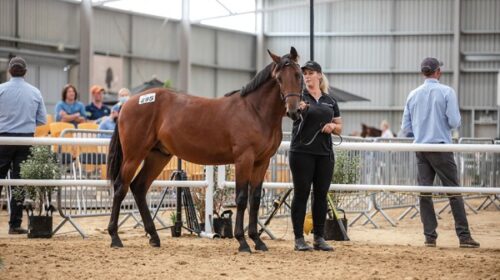 Lot-295-sales-topper-yearling-sales-2022