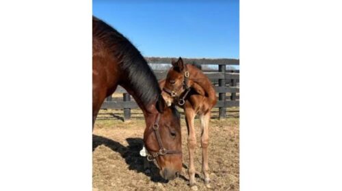 Shartin-and-filly-2022-blog-image__Resiz