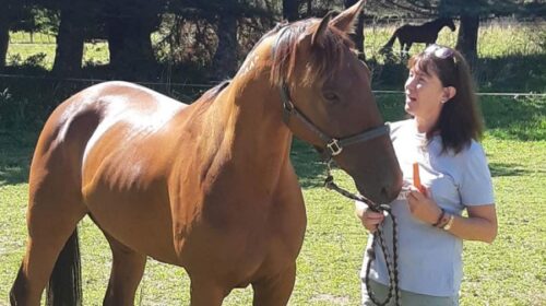 Wendy-Devenport-and-Uncle-Drew-in-paddoc