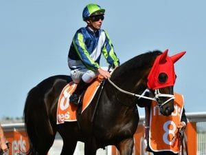 Mirage Dancer in top Australian Cup shape