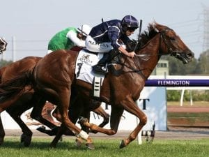 Widgee Turf brave in Flemington success