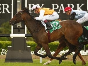 Sweet Ava to step up to 1400m at Rosehill
