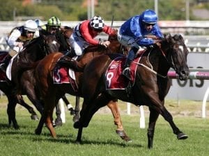 Faultless Australian Cup prep for Avilius