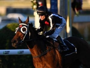 Jungle Edge aimed at TJ Smith Stakes glory