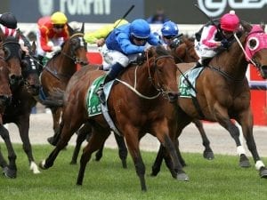 Osborne Bulls flying ahead of Newmarket