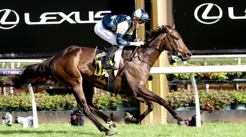 Horse-yonce-174061-750x500-1-500x280.web