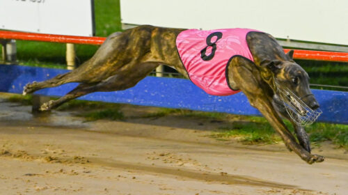 Jarick-Bale-Sale-Cup-1024x683-1-500x280.