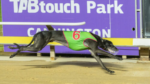 Paddy-Wants-Pats-Perth-Cup-heat-scaled-e