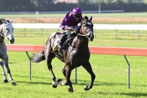 Sydney invasion imminent for Latta runner