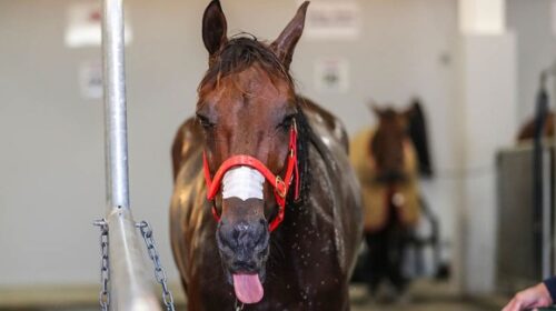 Sundees-Son-1m-Addington-tongue-blog-ima