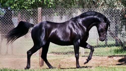 Village-Jasper-blog-image__ResizedImageW