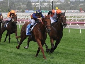 Group 1 wins await Nature Strip: Williams