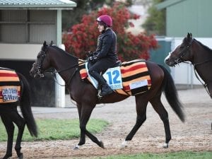 Irish import preparing for shot at Wangoom