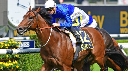 Vilana-South-Pacific-Classic-500x280.jpe