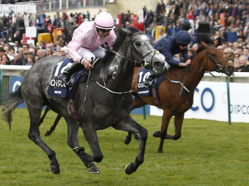 Winter ridden by Wayne Lordan