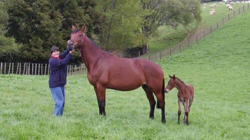 Flying-Isa-as-foal-with-Kym-Kearns-blog-