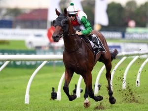 Jon Snow to stand at stud in NZ