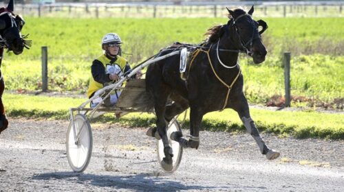 Kowhai-Monarch-blog-image__ResizedImageW