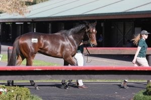 Top lot of NZ sales heads to Australia