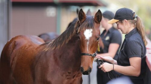 Lot-92-Karaka-sales-blog-image-2022-v3__