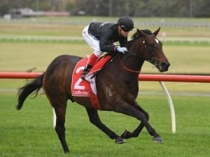 Sandown winner Asgard Massif on the market