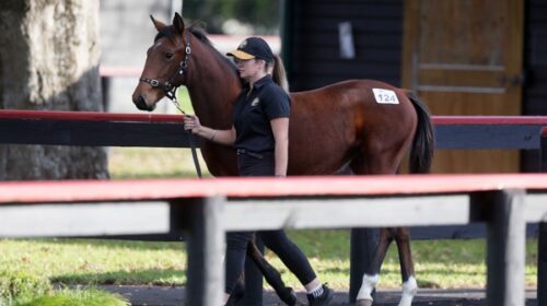 weanling-sale-blog-v2__ResizedImageWzYwM