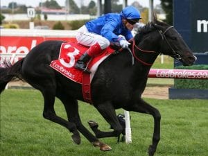 Up-for-sale Bandipur scores at Caulfield