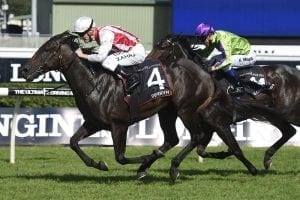 Speedster Derryn to stand in New Zealand