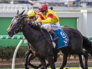 O'Shea chases another Stradbroke Handicap