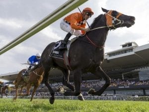 Ace High to stand at New Zealand stud
