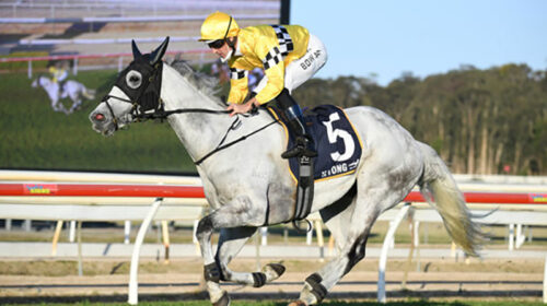 breednet-images-berdibek-wyong-gold-cup-