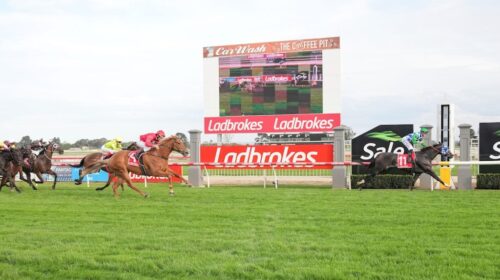 20220415_sale_2749-1024x683-1-500x280.jp