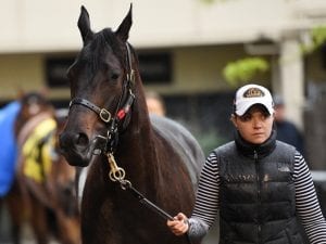 Yankee Rose trials well at Doomben