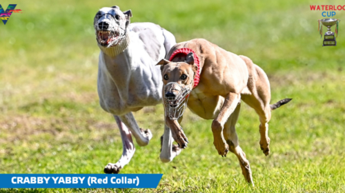 Crabby-Yabby-with-Caption-1024x536-1-500