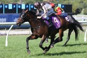 Wellington Cup aim for Excalibur